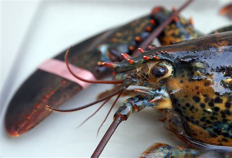Switzerland Bans Practice Of Boiling Lobsters Alive Without Stunning