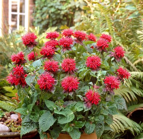 Fireball Bee Balm Monrovia Fireball Bee Balm Bee Balm Bee Balm