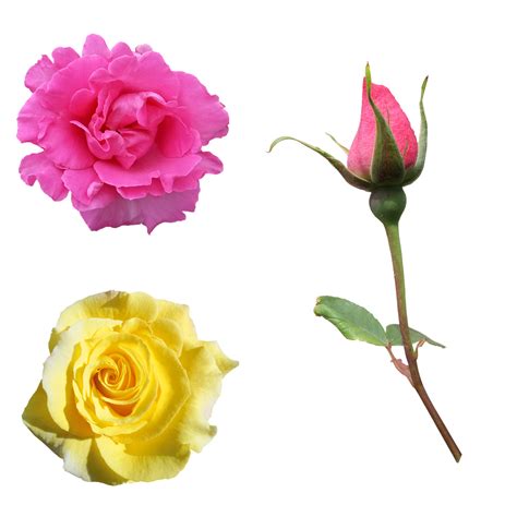 Roses Flowers Pink Rose Yellow Free Photo On Pixabay