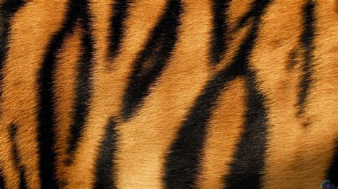 Tiger Skin Patterns In Nature Tiger Skin Wild Cats