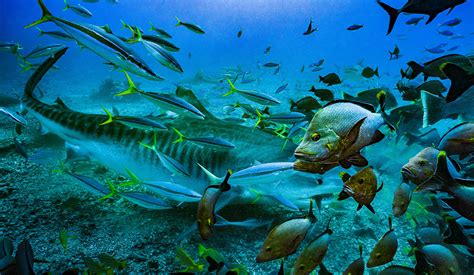 Feeding Tiger Shark • Marko Dimitrijevic Photography
