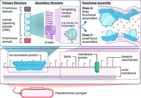 Overview Of The Proposed Structure And Working Mechanism Of Bacterial