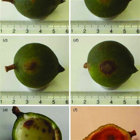 Progression Of Husk Spot Symptoms On The Pericarp Of Macadamia Fruit