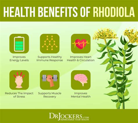 Top 6 Health Benefits Of Rhodiola