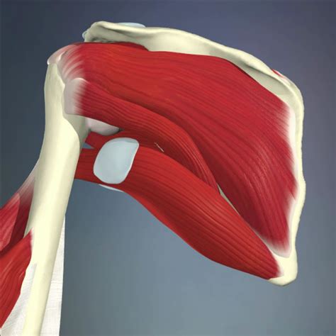 Rotator Cuff Tears Routinely Repaired Non Surgically