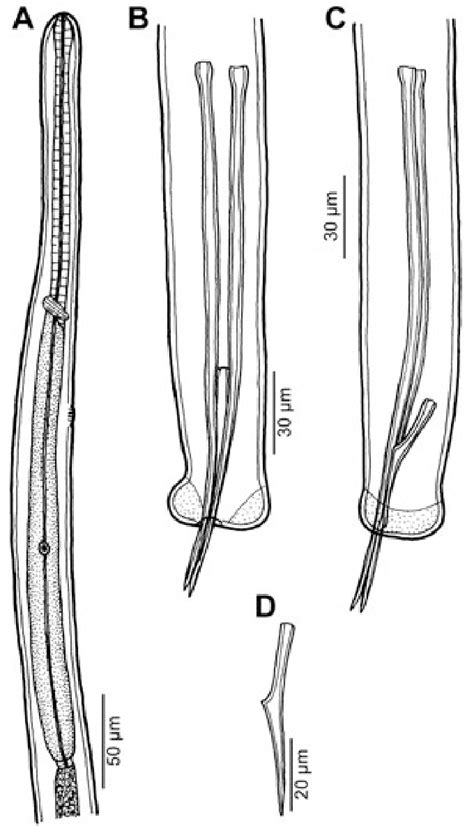 Philometra Sp 1 From Rhomboplites Aurorubens Male A Anterior End Of