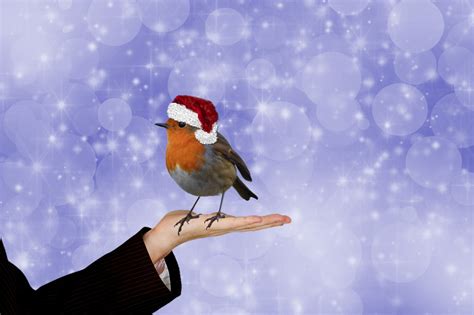 Christmas Robin Bokeh Background Free Stock Photo Public Domain Pictures