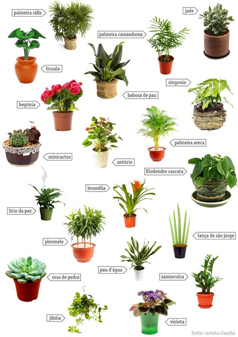 Tipos De Plantas E Seus Nomes