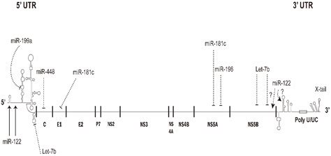 Viruses Free Full Text Roles Of Micrornas In Hepatitis C Virus