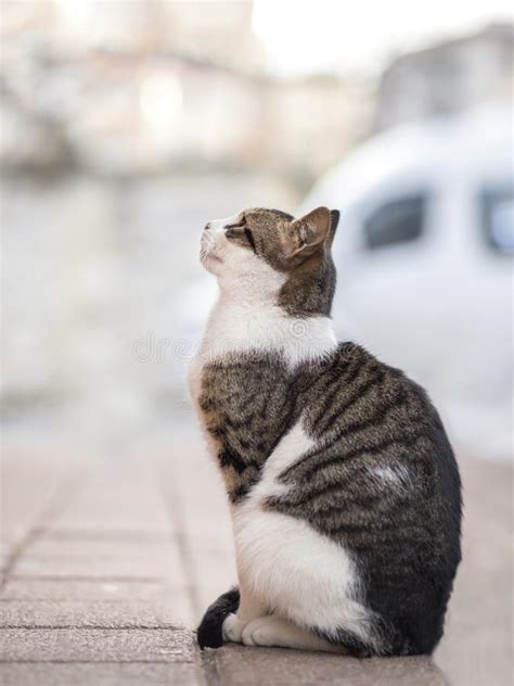 2019 Stray Cat Photographer New Photo Cute Street Cat