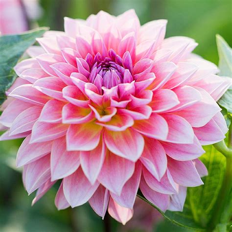 How To Grow Dahlias Sunset Magazine