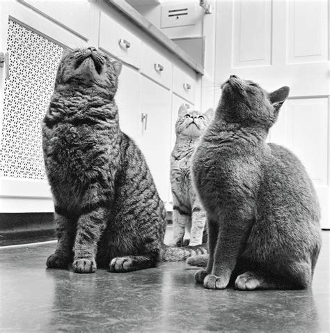 Walter Chandoha Cats Photographs 19422018 Cat Photography Cat