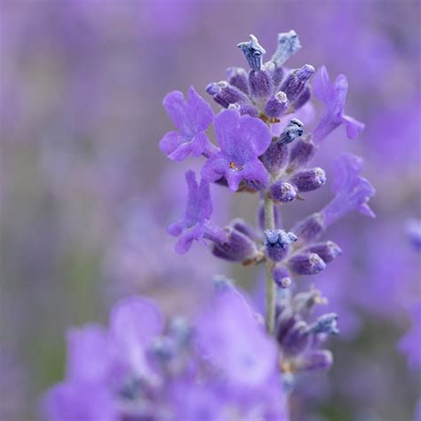 Wild Lavender Vera Organic Florihana