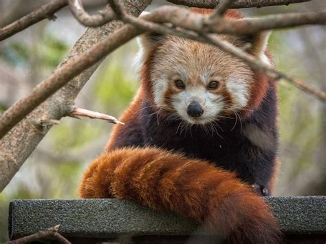 Red Panda Finds A Mate Thanks To ‘zoological Dating Agency