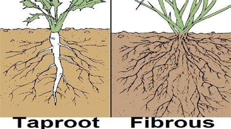 Types Of Root System Outdated Youtube