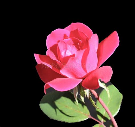 Single Red Rose Stock Image Image Of Valentine Rose 60345781