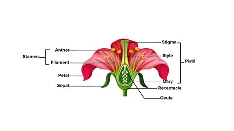 Where Are The Reproductive Parts Located In A Plant