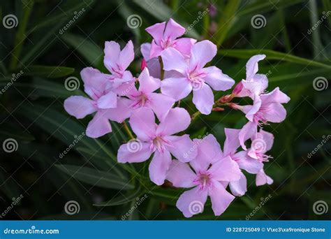 Light Pink Nerium Oleander Stock Image Image Of Blooming 228725049