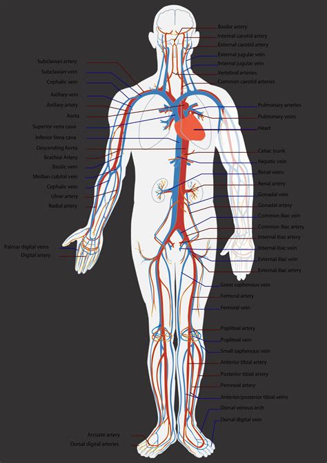 Arteries Diagram Heart How Many Arteries Are In The Heart Examples