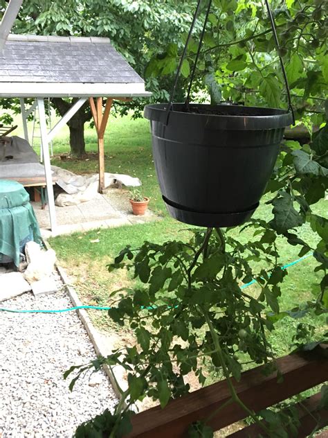 This Tomato Plant Growing Upside Down Rmildlyinteresting