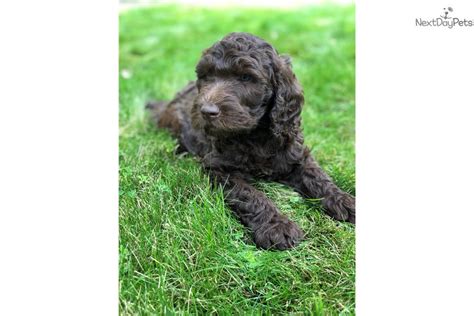 We are taking deposits for a our master reservation list. Blue: Labradoodle puppy for sale near San Francisco Bay Area, California. | 61b2ebce-b391
