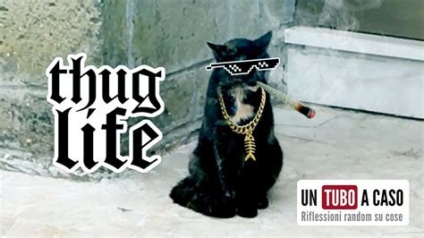 This Cat Is A Gangster Funniest Thug Life Youtube