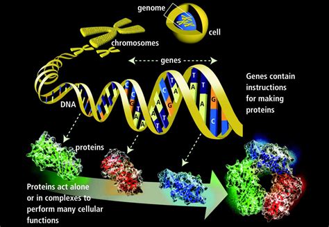 Genetics Basics Introduction To Genetics