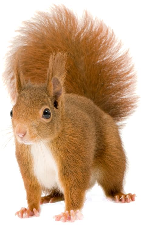 Squirrel Png Image With Transparent Background Artofit