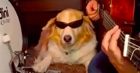 Perro rockero Con lentes y mucha onda perro toca la batería y se