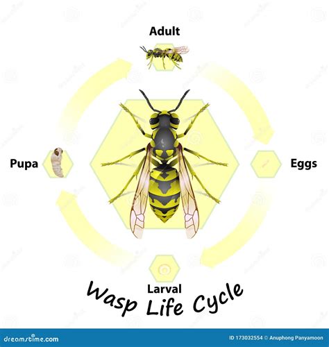 Vector Del Ciclo De Vida De Wasp Para La Educación Ilustración Del