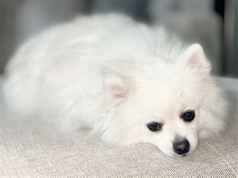 Pomeranian Puppies For Sale | Houston, TX #332599