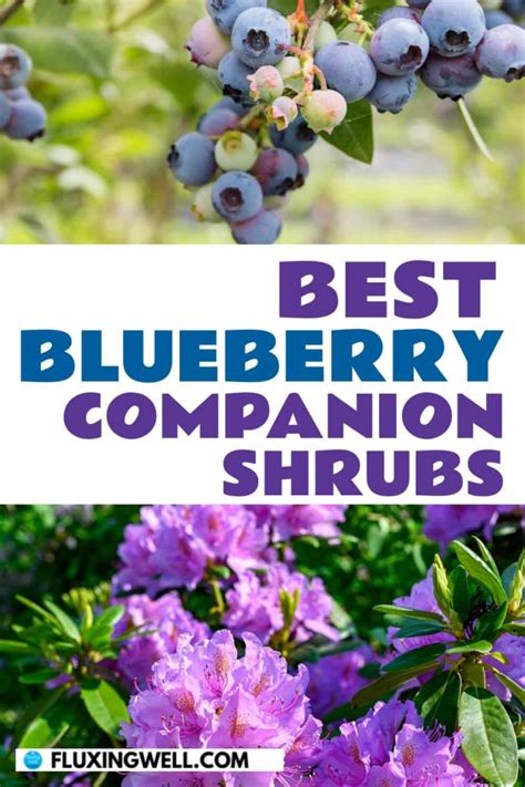 Best Blueberry Companion Plants Some To Bypass Fluxing Well