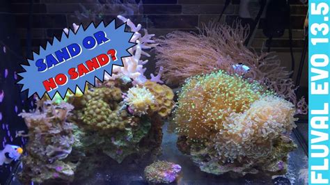 Reef Tank Sand Or No Sand Youtube