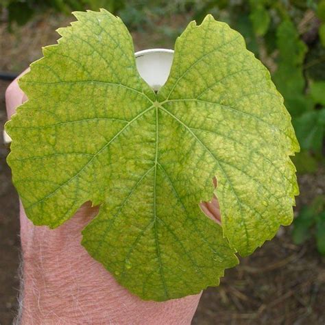 Dying floricanes are yellow, whereas new primocanes are green. Nitrogen is an extremely important nutrient to the ...
