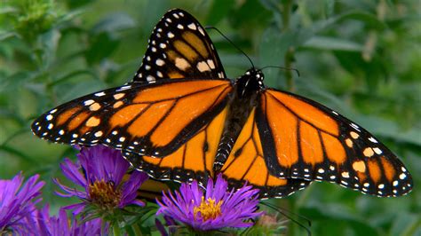 Monarch Butterflys Numbers Fly Dangerously Low Nbc News