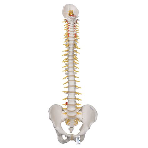 Human Lumbar Skeleton Model Five Lumbar Spine With Tailbone Hot Sex Picture
