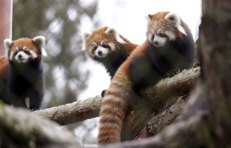 Woodland Park Zoos Twin Red Pandas Escape Leading To 15 Hour Standoff