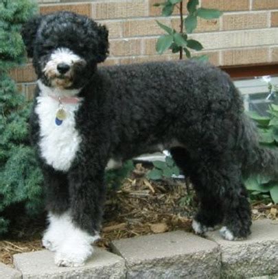 So consider starting your pup. Portuguese Water Dog Puppies Breeders Water Dogs