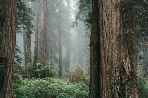 A Foggy Morning At Redwood National Park California Usa Rhiking