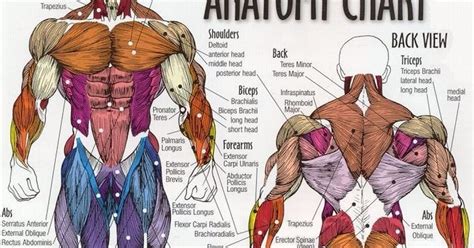 Full Body Muscular Diagram Pdf Bodybuilding Full Human Muscular