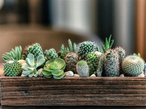 How To Grow Cactus And Succulents