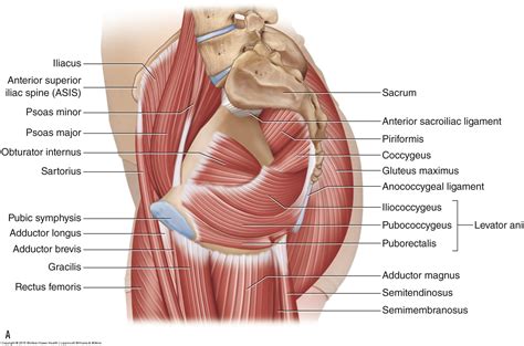 Their main function is contractibility. Asis Anatomy - Anatomy Drawing Diagram