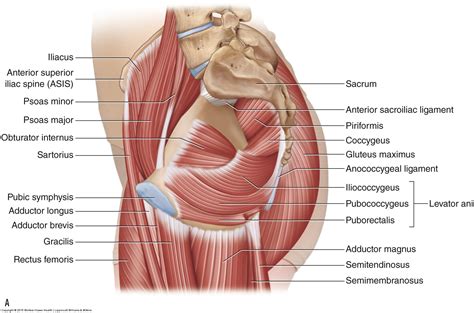 See more ideas about anatomy, pelvis anatomy, anatomy reference. Asis Anatomy - Anatomy Drawing Diagram