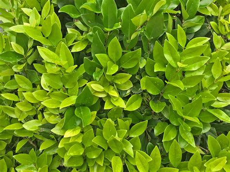 How Far Apart To Plant Wax Leaf Ligustrum