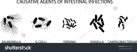 Illustration Causative Agents Acute Intestinal Infections Stock Vector