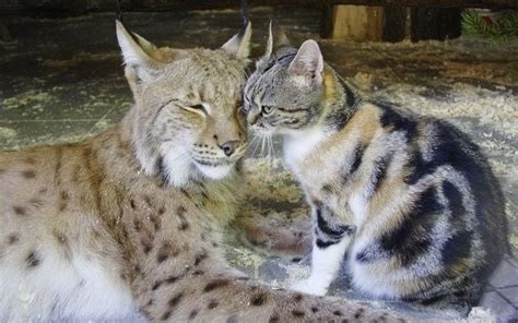 Lynx And House Cat Share Enclosure Aww