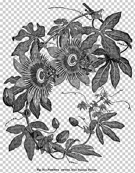 Passiflora Caerulea Wood Engraving Botany Png Clipart Biological