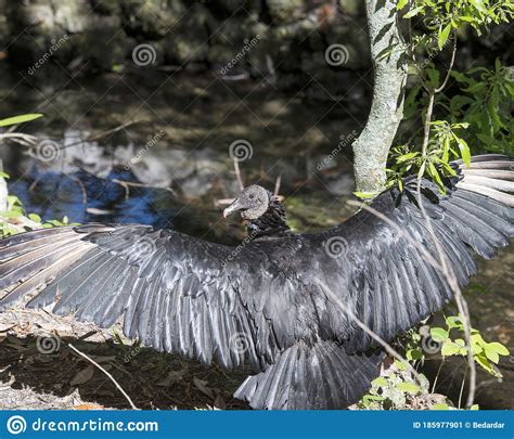 Black Vulture Stock Photos. Black Vulture Bird. Black Vulture Bird 
