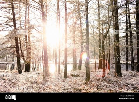 Sun Shining In Snowy Forest Stock Photo Alamy