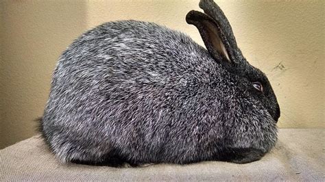 Silver Fox Rabbit Breed Info Pictures Traits And Facts Pet Keen